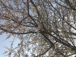 tree in spring
