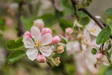 Red apple flowers, macro shot closeup.