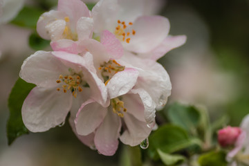 Red apple flowers, macro shot closeup.