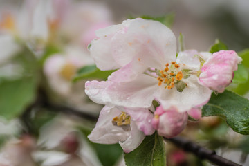Fototapeta na wymiar Red apple flowers, macro shot closeup.