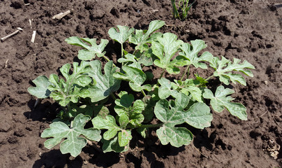 small plant of watermelon in the garden