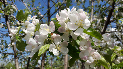 white and rosy - colors of flowers of apple tree