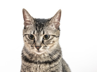 tabby grey Chinese Lihua cat isolated in white back ground