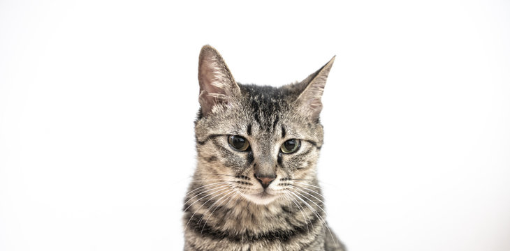 tabby grey Chinese Lihua cat isolated in white back ground