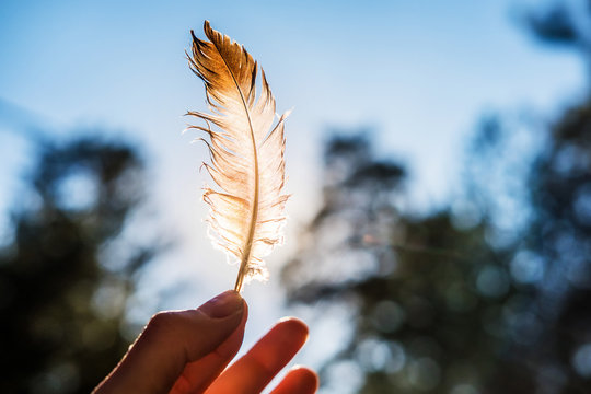 hand holds in his fingers a feather lit by the sun against the blue sky