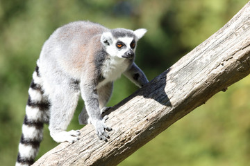 Katta / Ring-tailed Lemur / Lemur catta