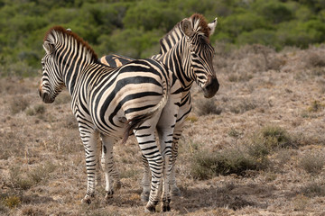 Zebra crosssing 