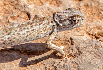 Chameleon - close up view
