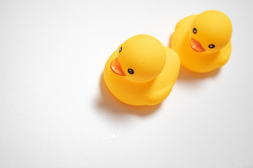 two little yellow duck isolated in white background
