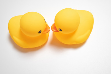 two little yellow duck isolated in white background
