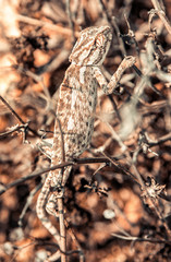 Mediterranean chameleon on plant