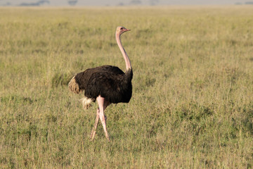 Ostrich