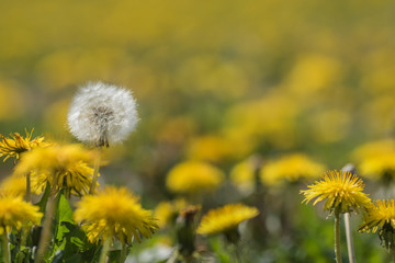 Fototapeta na wymiar Close up macro dandelion shot. Yellow flower in meadow.