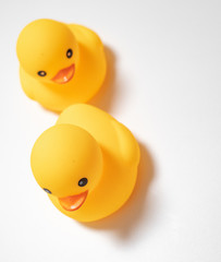 two little yellow duck isolated in white background