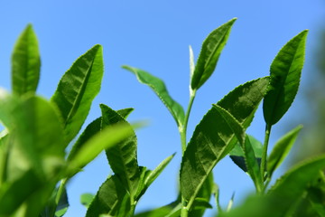 Obraz premium Tea Picking in Chinese Tea Gardens