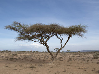 Acacia tree