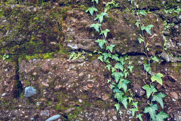 Very old Brick wall with moss and plant, wall texture