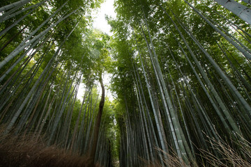 Bamboo Forest