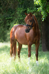 Fototapeta premium wunderschönes Pony Reitpony Hengst Fuchs auf einer Wiese 