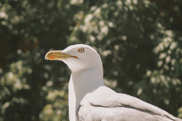White Seagull