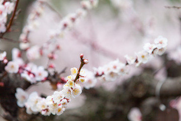 梅の花