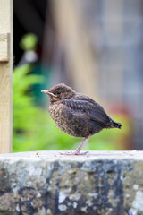 Blackbird chick in a garden
