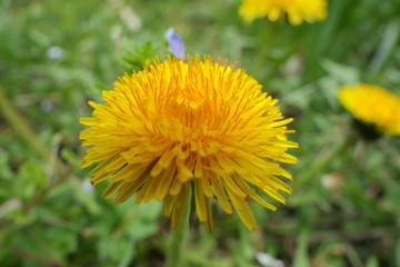Löwenzahn auf Wiese
