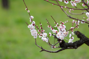 梅の花