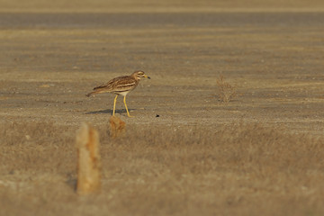 bird on the beach