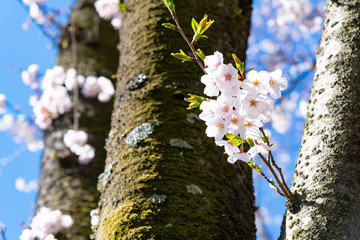 静岡県富士市 岩本山公園の桜