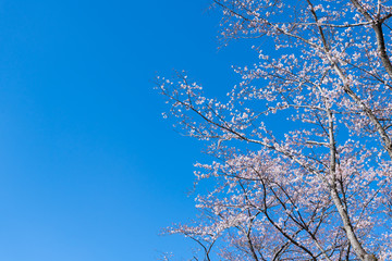 静岡県富士市　岩本山公園の桜
