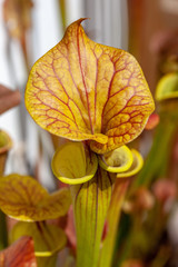 Close up of Sarracenia, pitcher plant