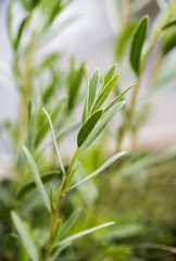 Tarragon (estragon) twing