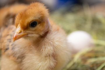 beautiful little chicken, eggs and eggshell in nest. Newborn chicks on chicken farm.