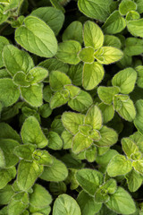 Oregano leaves in spring