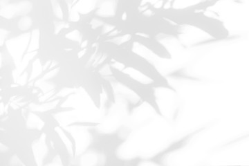 Gray shadow of the leaves on a white wall. Abstract neutral nature concept background © Aleksandra Konoplya