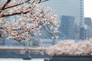 大川と桜の花