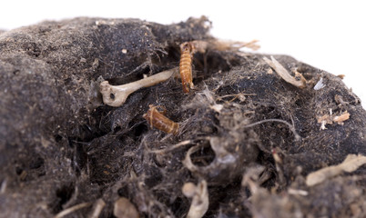Bird of prey (Owl), dropping, mouse skull and bones
