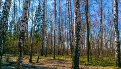 Birch Spring Forest
