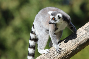 Katta / Ring-tailed Lemur / Lemur catta