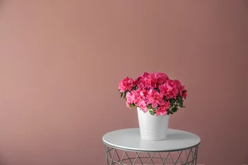 Photo sur Plexiglas Azalée Pot with beautiful blooming azalea on table against color wall
