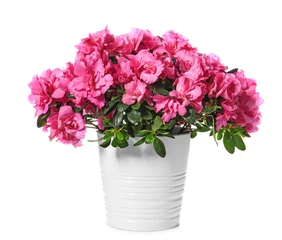 Pot with beautiful blooming azalea on white background