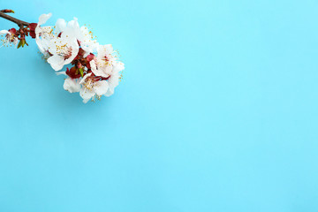 Beautiful blossoming branch on color background