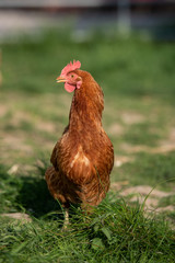 Huhn freiland Bio auf dem Bauernhof