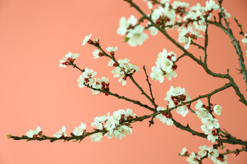 Beautiful blossoming branches on color background