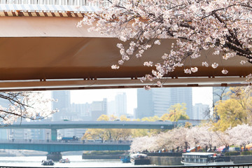 橋の横で咲く桜の花