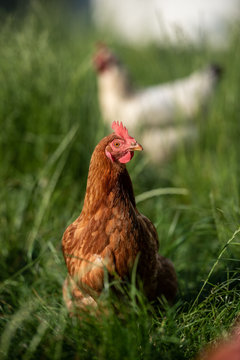 Bauernhof Huhn Ei Freilandh&uuml;hner; Freilandhuhn im gr&uuml;nen Gras auf einem Biohof aufmerksamer Blick, gl&uuml;ckliche H&uuml;hner