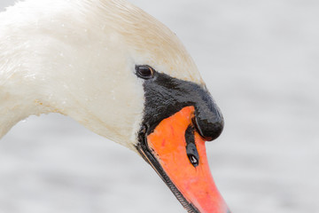 Swan