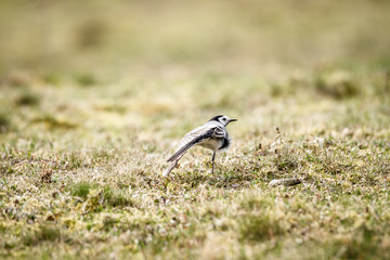 Wagtail stretch its legs