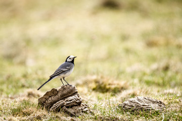 Wagtail on cow poo